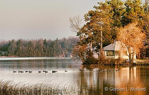 Geese On Otter Lake_02314.jpg - Canada Geese (Branta canadensis) photographed at sunrise near Lombard, Ontario, Canada.